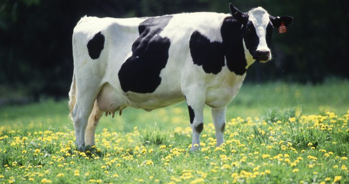 Vaca