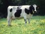 Vaca